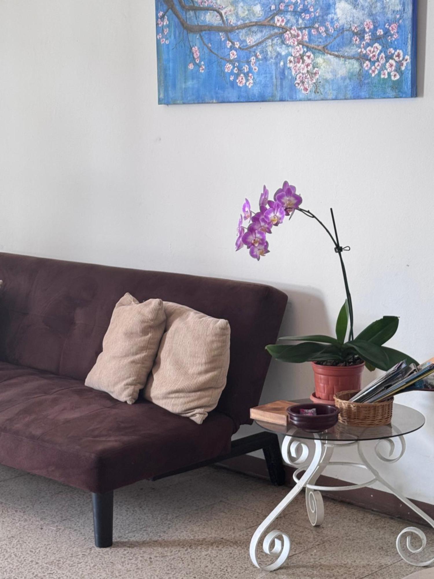 Apartment Tico Experience In A Family-friendly Neighborhood San Jose (San Jose)